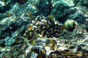 Blacklip Butterflyfish at Edge of Reef, Ulua